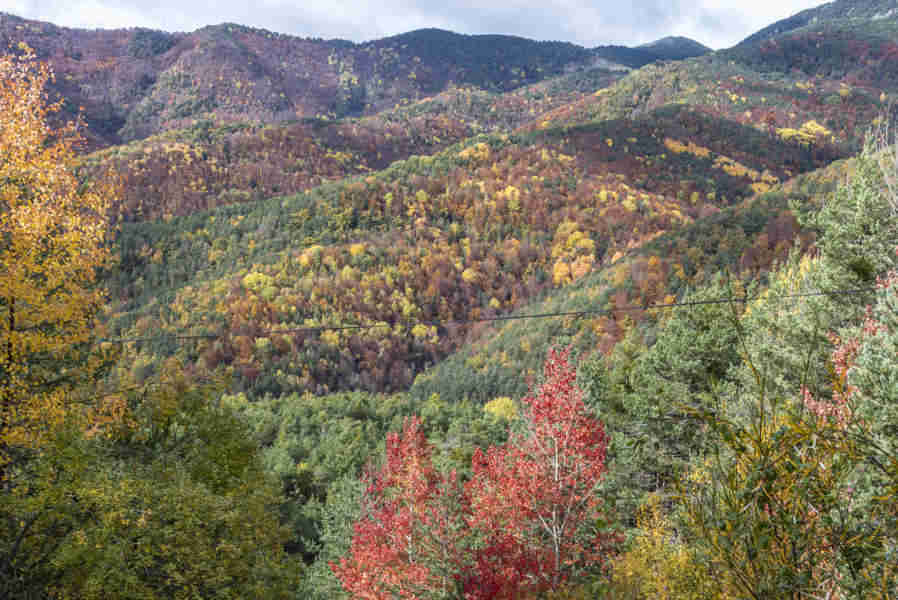Huesca - valle de Vio 05 - bosque de la Pardina del Señor.jpg